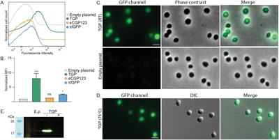 The use of thermostable fluorescent proteins for live imaging in Sulfolobus acidocaldarius